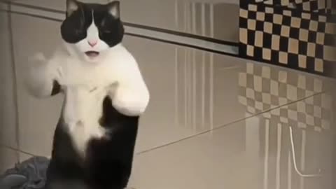 Cat dance