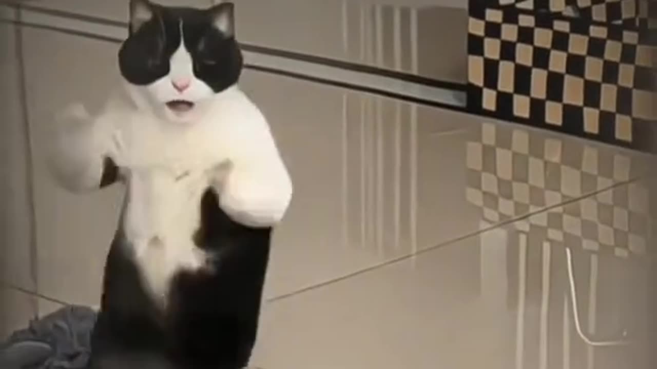 Cat dance