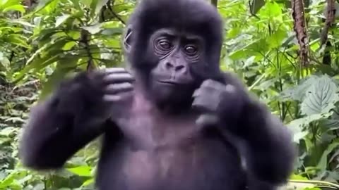 🐒👍 Watch as Baby Gorilla Learns to Pound His Chest! Cute and Satisfying | FeedMyCuriosity