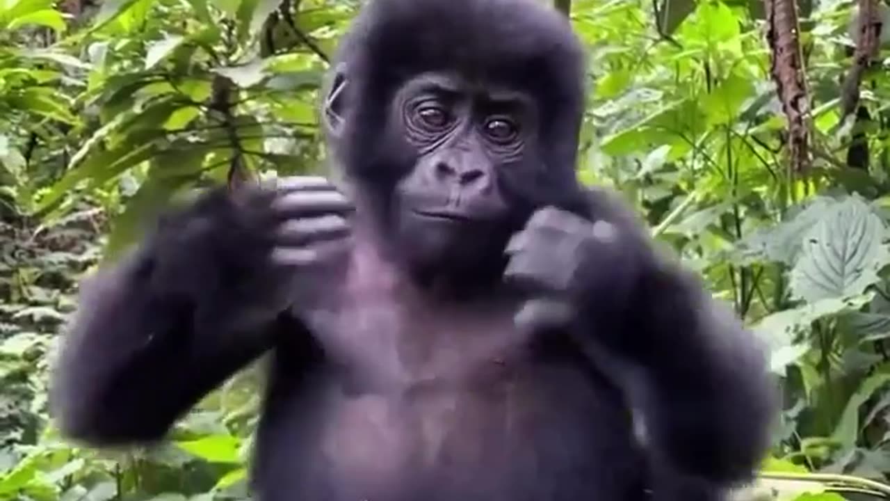🐒👍 Watch as Baby Gorilla Learns to Pound His Chest! Cute and Satisfying | FeedMyCuriosity