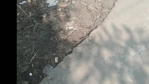 funny cat is very fast run