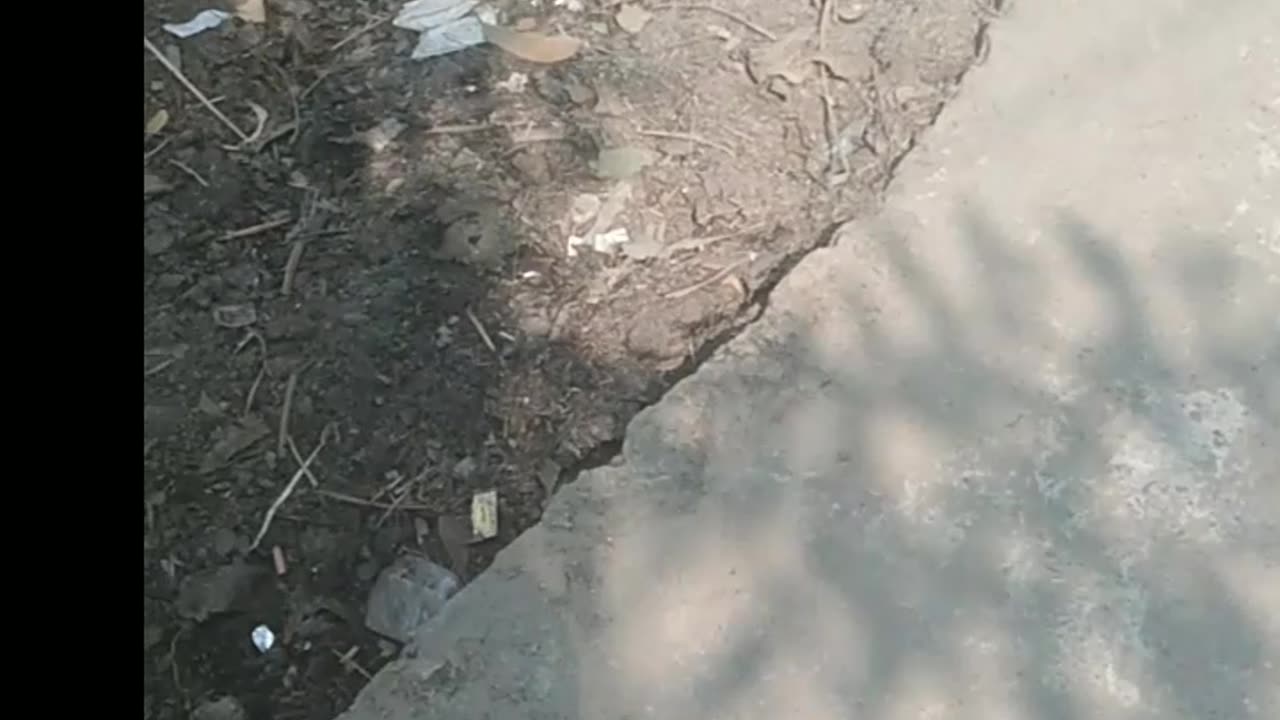 funny cat is very fast run