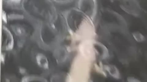 Rubius tiene a Gecko en Fortnite, yo lo tengo en la ventana de la cocina moderando.