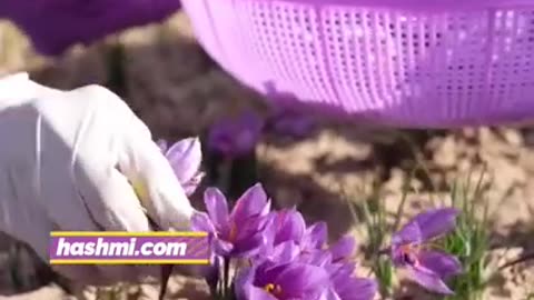 Winter Benefits of Saffron ❄️✨