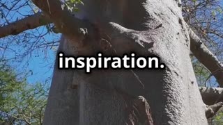 🌳 🌅🧳🌍Avenue of the Baobabs A Journey to Madagascar's Majestic Giants 🌳