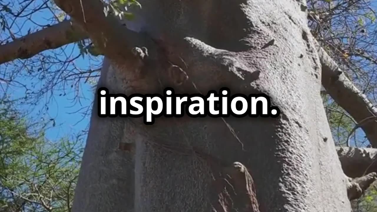 🌳 🌅🧳🌍Avenue of the Baobabs A Journey to Madagascar's Majestic Giants 🌳