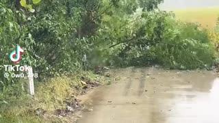 😂🌳 My Tree People Need Me! | FunFM