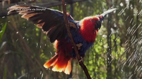 Parrot at the Melbourne Zoo finds a way to beat the summer heat