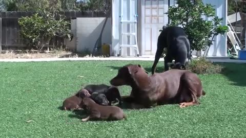 Mother Black Dog & Kids