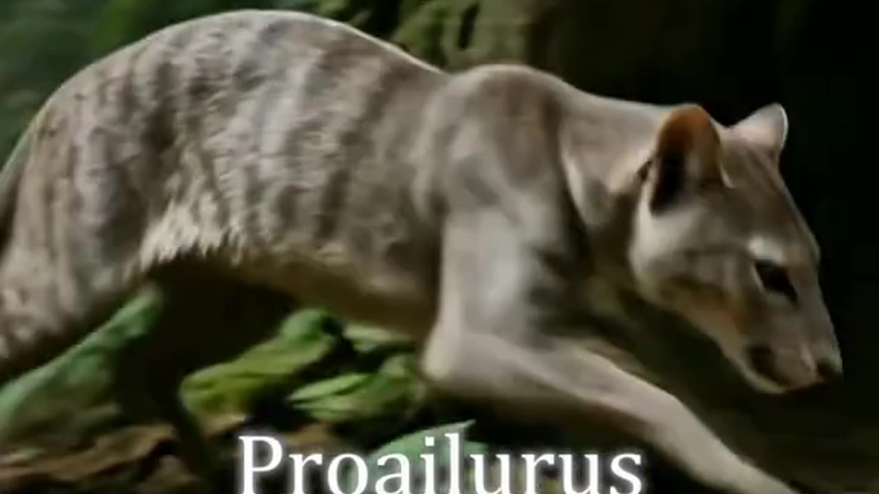 A evolução dos gatos desde o surgimento da vida