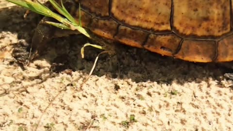 That turtle 🐢 life