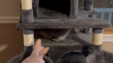 Raccoon Upset At Hairless Cat