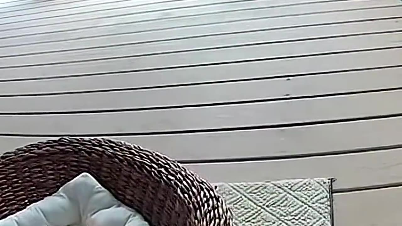 Сat Protected Her Kitten From the fox