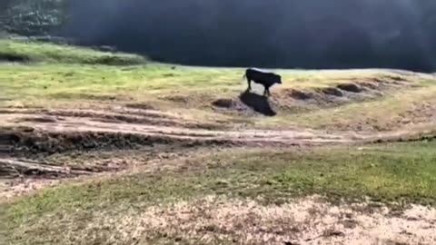 MAN ON BICYCLE IS RAMMED BY A BULL 😨😨😨😨