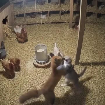A brave cat defended the chickens against a fox.