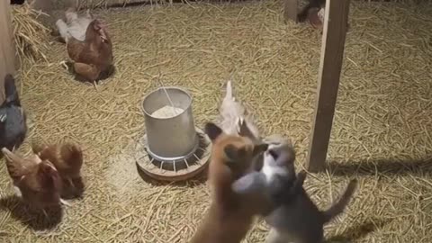 A brave cat defended the chickens against a fox.