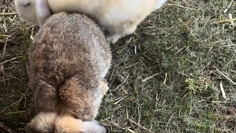 små kaninbebisar ute för första gången