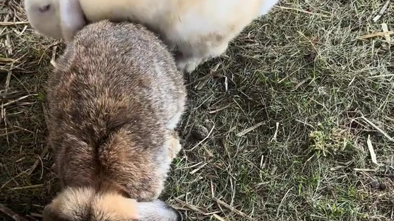 små kaninbebisar ute för första gången