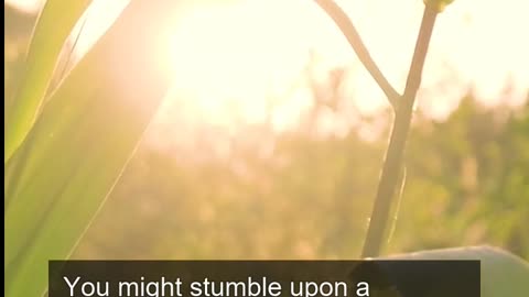 Daily Horoscope | Leo 🌟