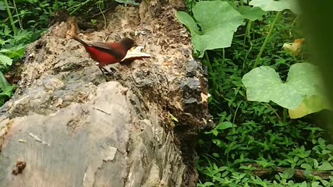 Silver beaked Tanager