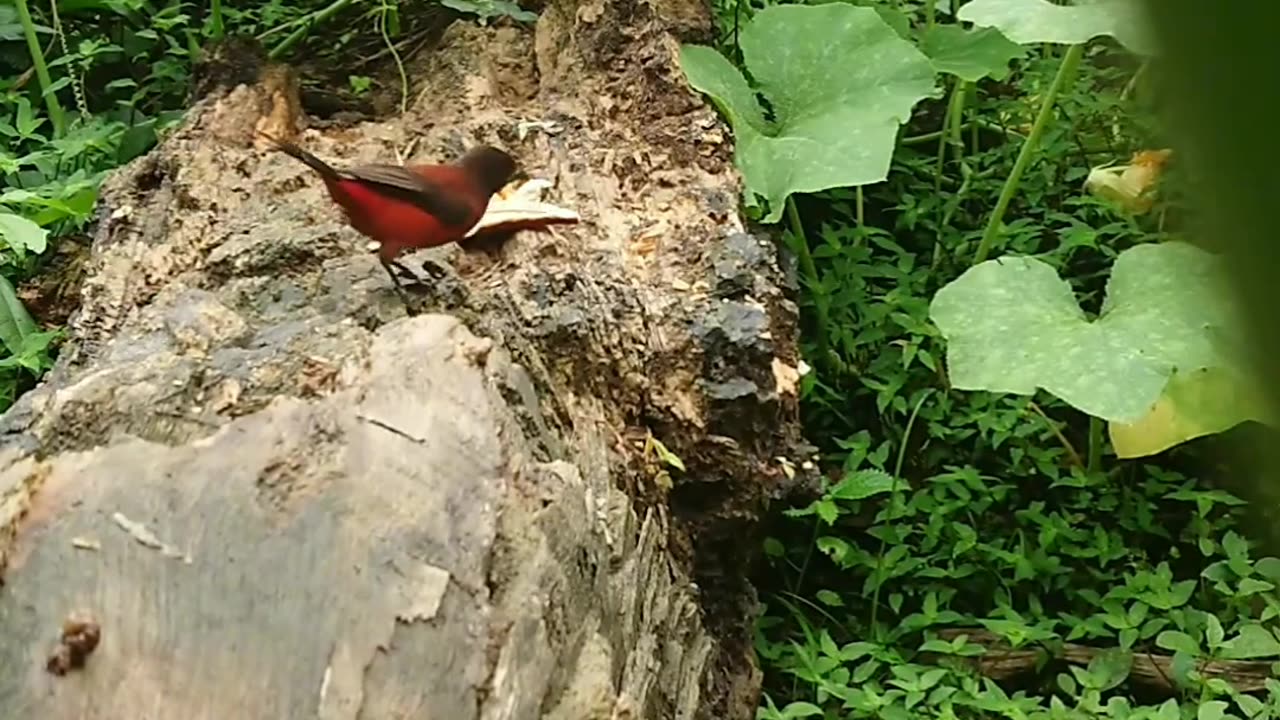 Silver beaked Tanager