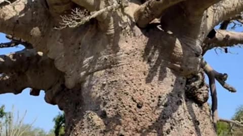 Baobabs Are Found In Madagascar, Africa, And Northwestern Australia