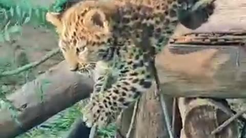 animals