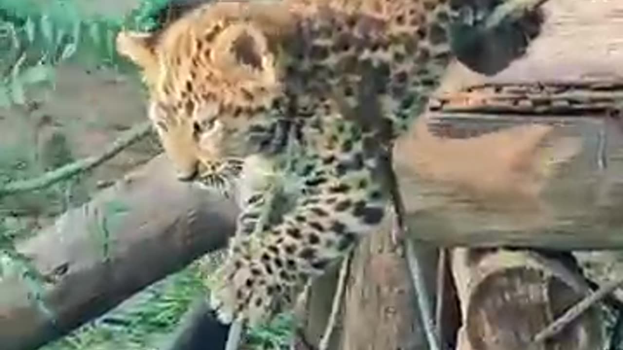 animals