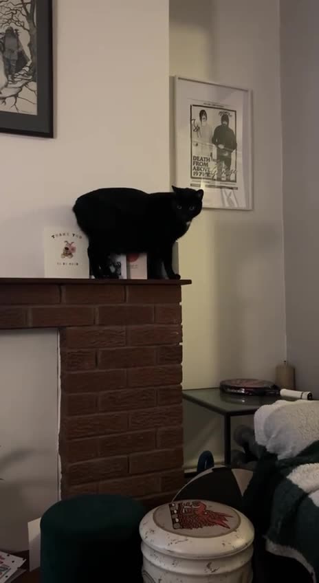 Cats love knocking down things