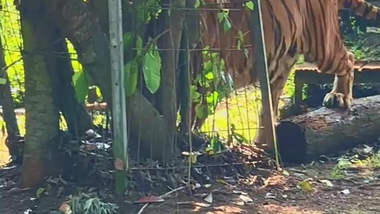 A Roar That Shakes the Forest"