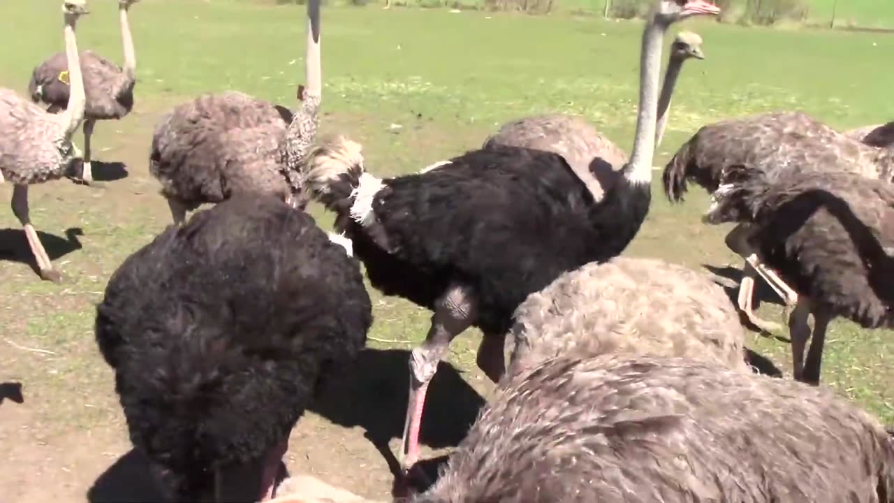 BC Ostriches Before The Evil CFIA