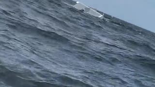 😂🌊 A Surprise at Sea You Won't Believe! | FunFM