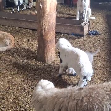 #shortsfeed #shortshorts #motivation #shorts #short #shortvideo #trending #viralreel #viralvideos