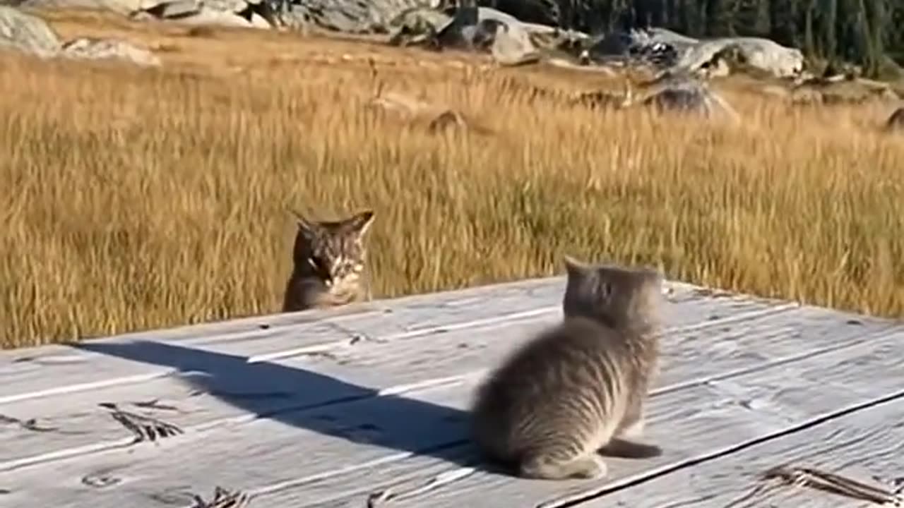 Kitten saved by cat eagle attacked