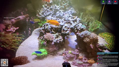 24/7 Real Live Reef Stream