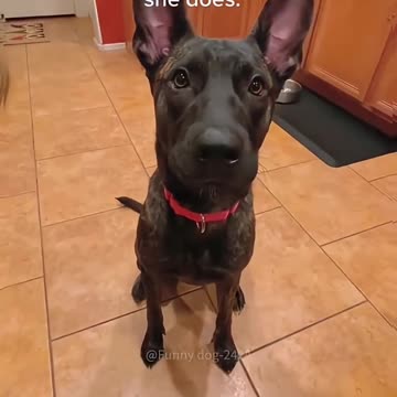 Funny And Cute Dog Compilation 🤭😂🤣