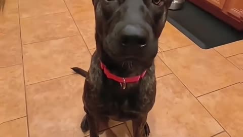 Funny And Cute Dog Compilation 🤭😂🤣