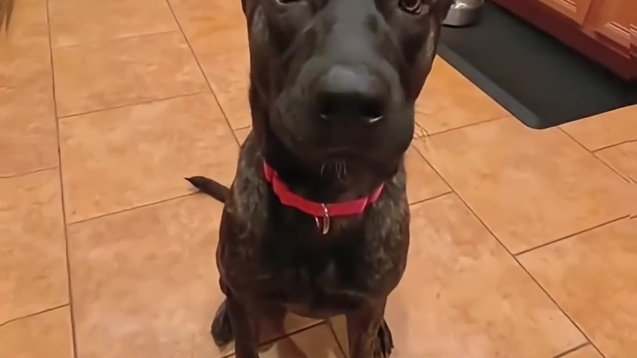 Funny And Cute Dog Compilation 🤭😂🤣