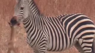 Zebras Can Be Assholes