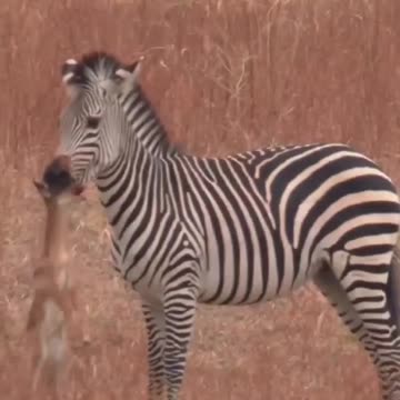 Zebras Can Be Assholes
