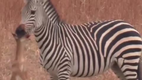 Zebras Can Be Assholes