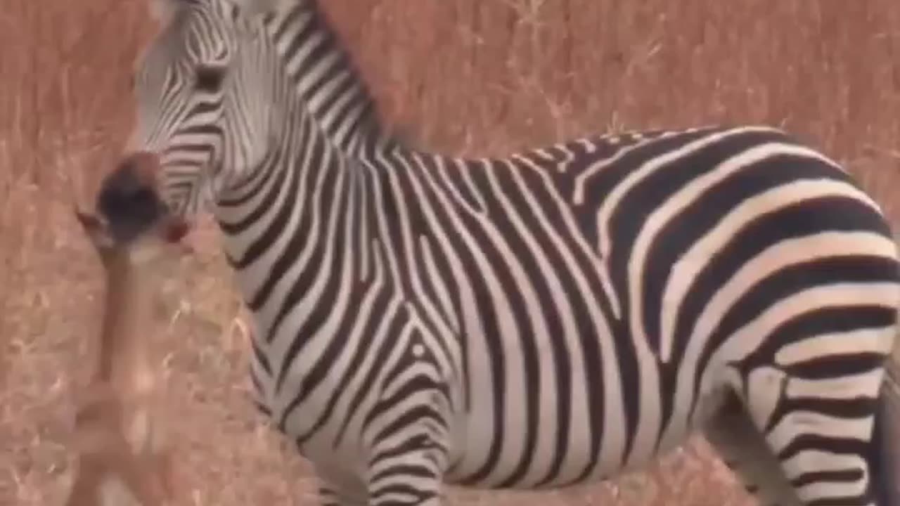 Zebras Can Be Assholes