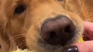 😌🐶 This ASMR Dog Will Melt Your Heart! | FunFM