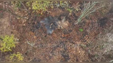 The crests are going crazy over this bait