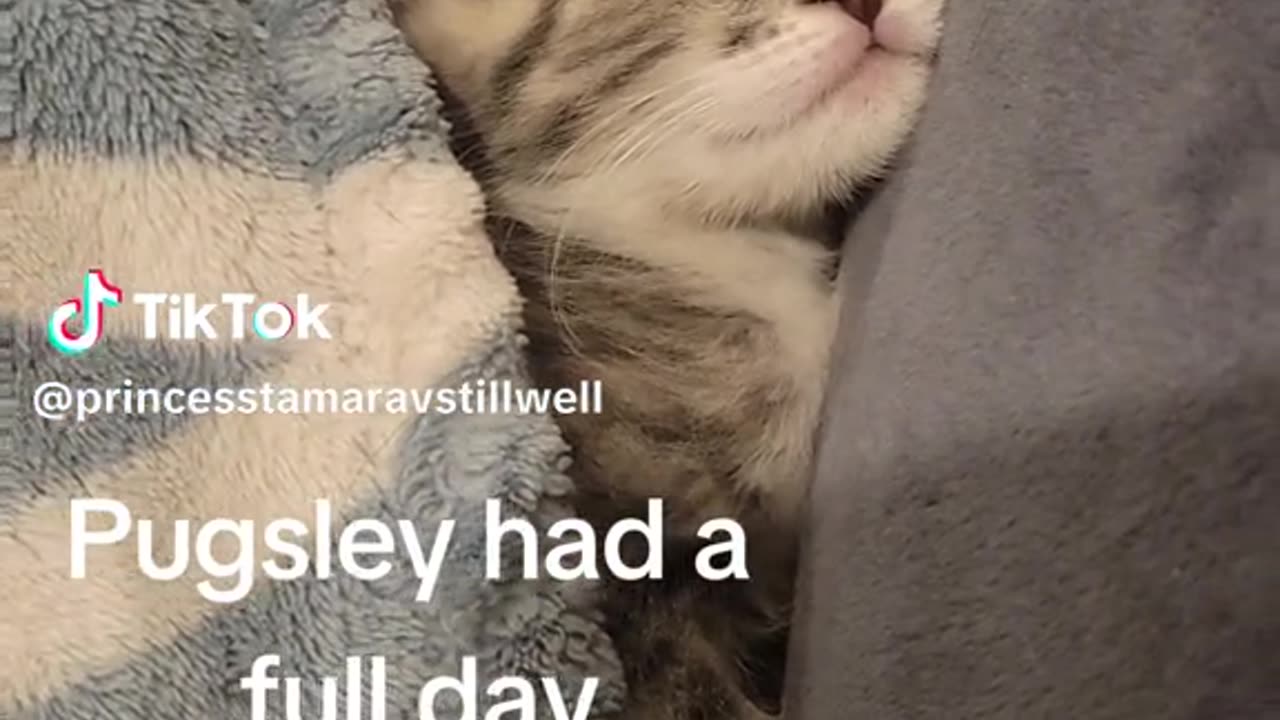 Addams family kittens had a full day