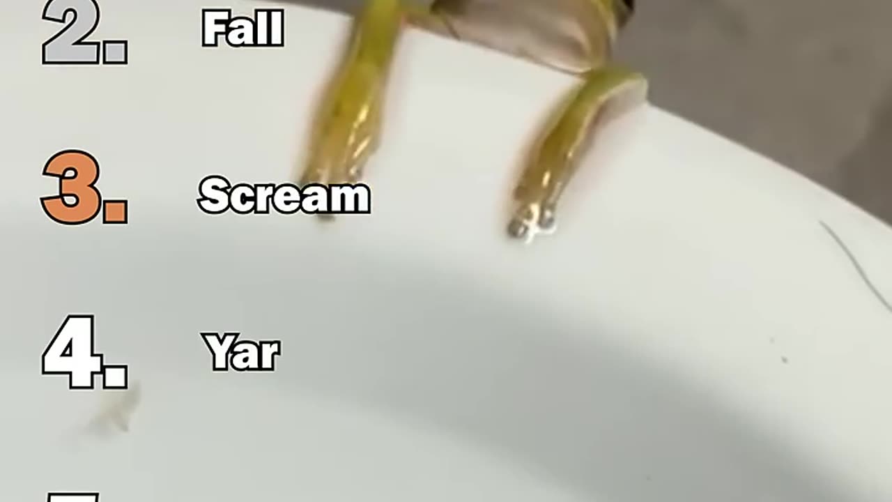 Funny Frogs Moments:))