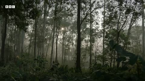 ‎Why Hornbill Mothers Lock Themselves Away for Months | BBC Earth