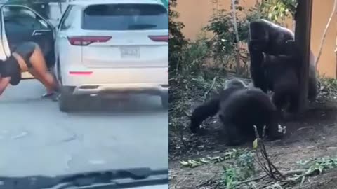 Pavement Gorilla wanna be gay rappers 🐒🐒🐒😂🤣😂