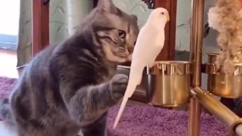 what’s the cat thinking? 😻😅