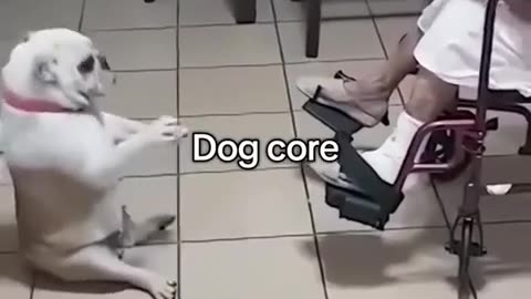 😂💀 This Cat's 'Adoption' Story Will Make Your Day! | FunFM